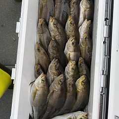 6月20日(土)午後便・イサキ釣りの写真その11