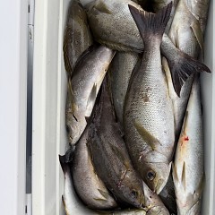 6月 21日(日)午後便・イサキ釣りの写真その10