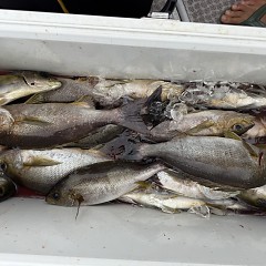 6月 22日（月）午前便・イサキ釣りの写真その12