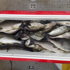 6月 23日（火）午前便・イサキ釣りの写真その3