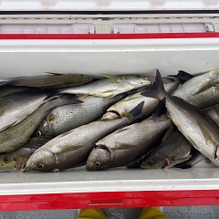 6月 23日（火）午前便・イサキ釣りの写真その4