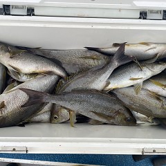 6月 23日（火）午前便・イサキ釣りの写真その6