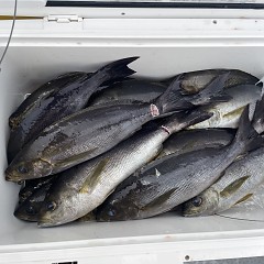 6月 23日（火）午前便・イサキ釣りの写真その9