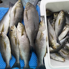 6月 23日（火）午後便・イサキ釣りの写真その4