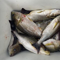 6月 23日（火）午後便・イサキ釣りの写真その6