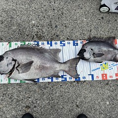 6月24日（水）午前便・イシダイ釣りの写真その8