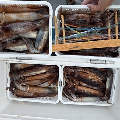 6月 28日（日）1日便・スルメイカ釣りの写真その9