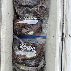 6月 28日（日）1日便・スルメイカ釣りの写真その10