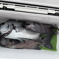 6月28日（日）午前便・イシダイ釣りの写真その8