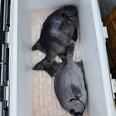 6月28日（日）午前便・イシダイ釣りの写真その10