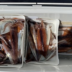 6月 29日（月）一日便・スルメイカ釣りの写真その9