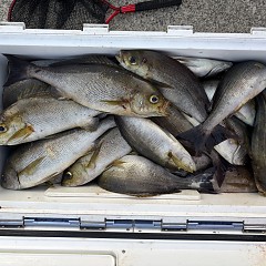 6月29日（月）午後便・イサキ釣りの写真その3