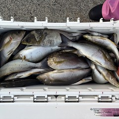 6月29日（月）午後便・イサキ釣りの写真その4