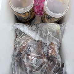 6月 30日（火）一日便・スルメイカ釣りの写真その11