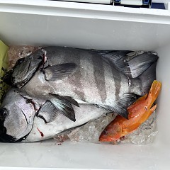 6月30日(火)午前便・イシダイ釣りの写真その2