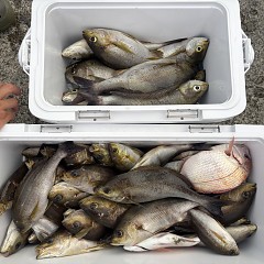 6月30日（火）午後便・イサキ釣りの写真その4
