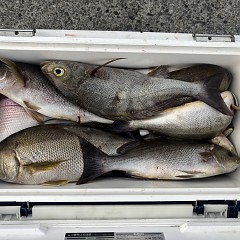 6月30日（火）午後便・イサキ釣りの写真その6