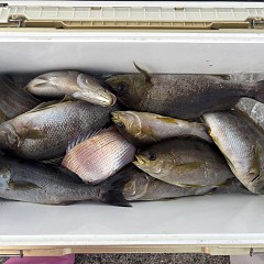 6月30日（火）午後便・イサキ釣りの写真その8