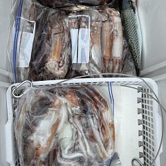 7月 1日(水)一日便・スルメイカ釣りの写真その9