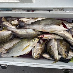 7月 2日（木）午後便・イサキ釣りの写真その3