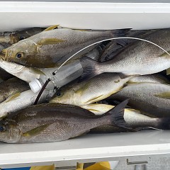 7月 2日（木）午後便・イサキ釣りの写真その7