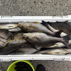 7月3日（金）午後便・イサキ釣りの写真その5
