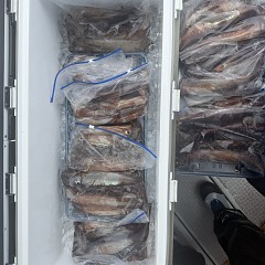 7月 4日（土）一日便・スルメイカ釣りの写真その6