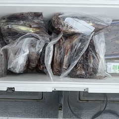 7月 4日（土）一日便・スルメイカ釣りの写真その9