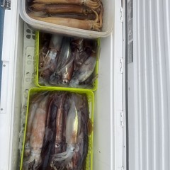7月 6日（月）一日便・スルメイカ釣りの写真その6