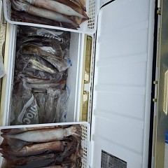 7月 6日（月）一日便・スルメイカ釣りの写真その10