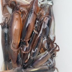 7月 6日（月）一日便・スルメイカ釣りの写真その11