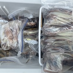 7月 7日（火）一日便・スルメイカ釣りの写真その8