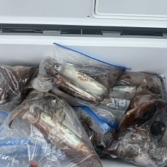7月 7日（火）一日便・スルメイカ釣りの写真その11