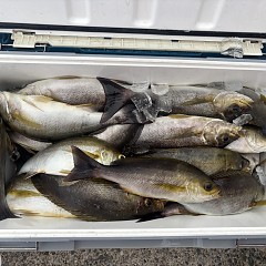 7月5日（日）午後便・イサキ釣りの写真その2