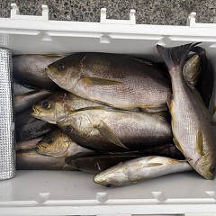 7月5日（日）午後便・イサキ釣りの写真その3