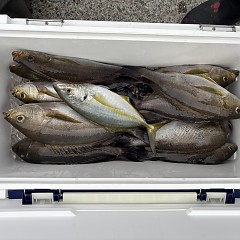 7月7日（火）午後便・イサキ釣りの写真その3