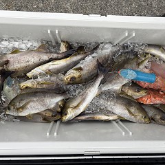 7月7日（火）午後便・イサキ釣りの写真その4