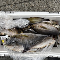 7月7日（火）午後便・イサキ釣りの写真その5