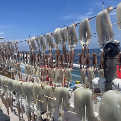 7月 8日(水)一日便・スルメイカ釣りの写真その6