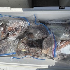 7月 8日(水)一日便・スルメイカ釣りの写真その8