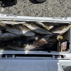 7月8日（水）午前・午後便・イサキ釣りの写真その2