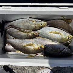 7月8日（水）午前・午後便・イサキ釣りの写真その5