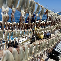 7月 9日(木)一日便・スルメイカ釣りの写真その6