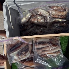7月 9日(木)一日便・スルメイカ釣りの写真その8