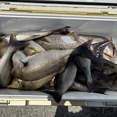 7月9日（木）午前便・午後便・イサキ釣りの写真その3