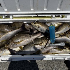 7月9日（木）午前便・午後便・イサキ釣りの写真その4