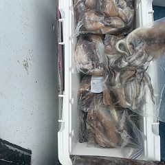 7月 12日（日）一日便スルメイカ釣りの写真その8