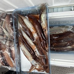 7月 13日(月)一日便・スルメイカ釣りの写真その8
