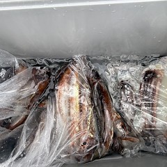 7月 13日(月)一日便・スルメイカ釣りの写真その10