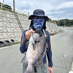7が13日（月）午前便・イシダイ釣りの写真その2